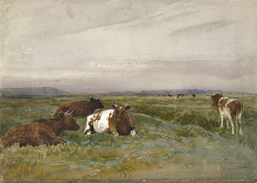 Cows rural landscape - cows,