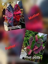 Colocasia Hybrid Seeds –