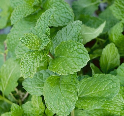 Garden mint perennial herb - 5,