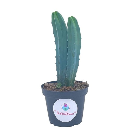 Blue myrtle cactus - blue, myrtle-cactus