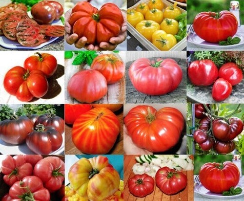 Tomato plug plants - -, choose