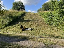 Rough Cut Brush Mower And