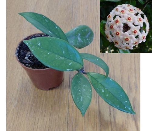 Hoya carnosa - , plant)