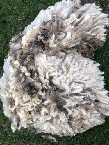 Cheviot whole fleece wool - x, fleece/