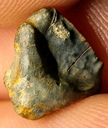 Ankylosaur nodosaur tooth - /nodosaur,