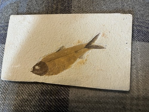 Genuine knightia fish - genuine,