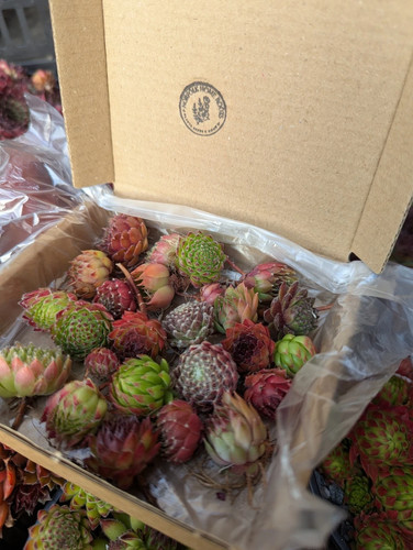 Small sempervivum chicks - small,