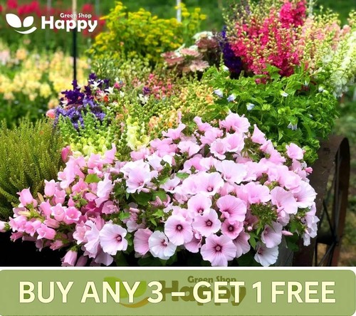 Soft pink mallow regis - -,