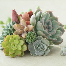 Succulents Plant Collection