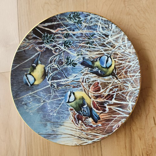Winter bluetit coalport bird - winter,