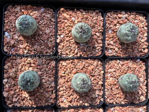 Cactus ortegocactus - cactus-,