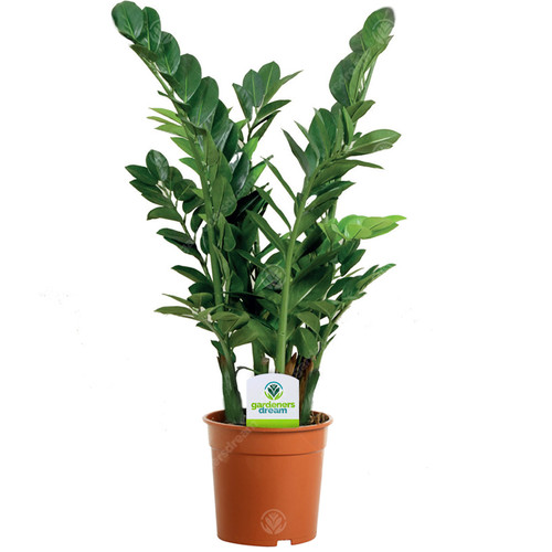 Zamioculca zamiifolia 1 - zamioculca,