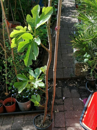 Fig tree brown turkey - fig,