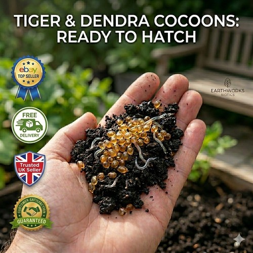 Tiger dendra worm cocoons - cocoons,