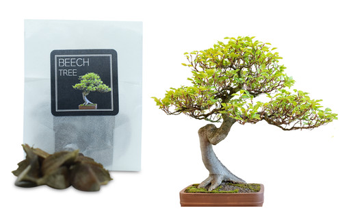 Beech tree bonsai seeds - bonsai, |