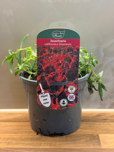 Zauschneria glasnevin - zauschneria,