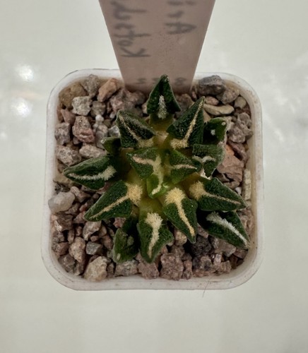 Ariocarpus kotschoubeyanus - ,