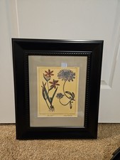 Framed Antique Botanical