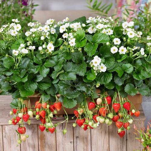 Strawberry summer breeze snow - summer,
