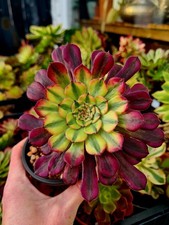 Aeonium Zwartkop | Variegated