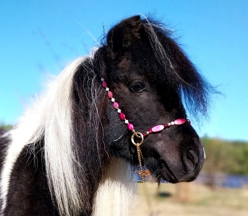Miniature horse show halter - horse,
