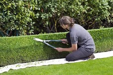 12  x Box Evergreen (buxus