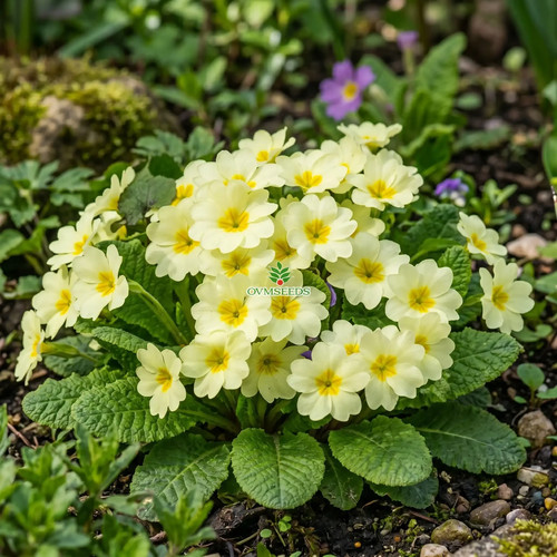 Primrose english accord yellow - primrose,
