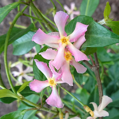 Pink star jasmine plant - star,
