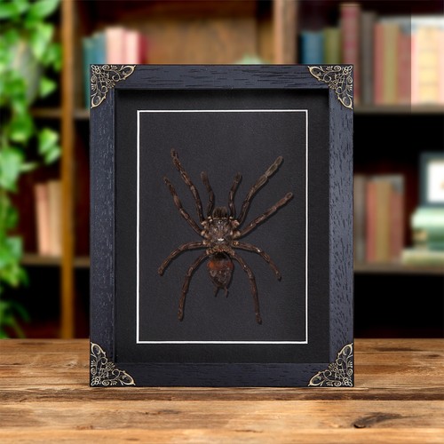 Thailand black tarantula - thailand,
