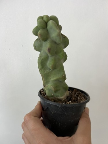 Pachycereus schottii monstrose - pachycereus,