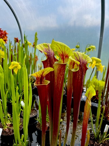 Sarracenia rubicorpora giant - rubicorpora,