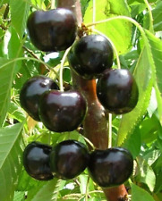 3 SEEDS Black Heart King Cherry ORGANIC Super Sweet Ceri Ciliegia Cerise Cereza