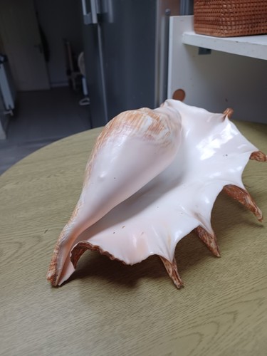 Large antique conch seashell - large,
