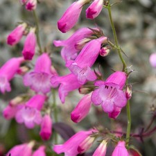 Penstemon Pink Endurance