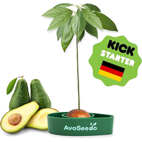 Avocado growing plant - avocado,