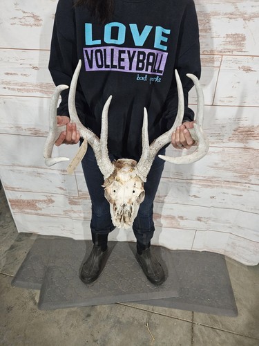 Point whitetail deer antler - point,