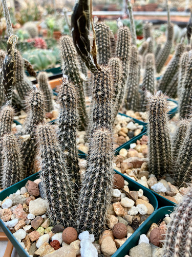 Cactus-