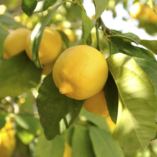 Citrus fruit tree - fruit, lemon