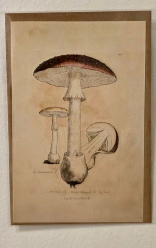 Vintage mushroom botanical - mushroom, art