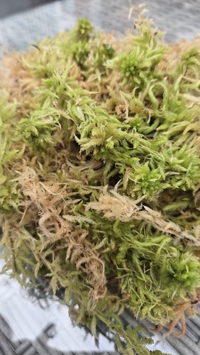 Fresh living irish sphagnum - fresh,