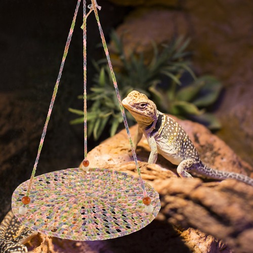 Reptile swing hanging - ,