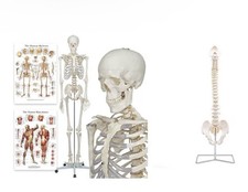 Buddy the Budget Skeleton - Human Skeleton Model - Life-Size Skeleton 175 cm