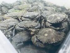 FROZEN FISHING BAIT ANGLING SANDEEL SQUID PEELER CRAB LUG MACKEREL PIKE BLUEYS