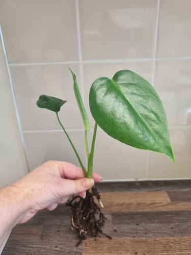 Monstera deliciosa swiss - /,