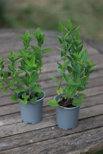 Korean mint - korean, rugosa)