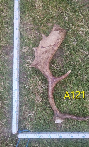 Fallow deer buck antler - ,