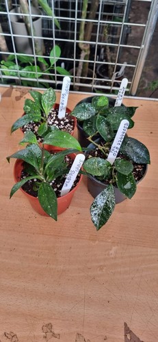 Hoya wilbur graves - hoya, carnosa