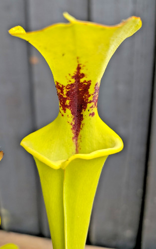 Sarracenia flava var - ., rugelii