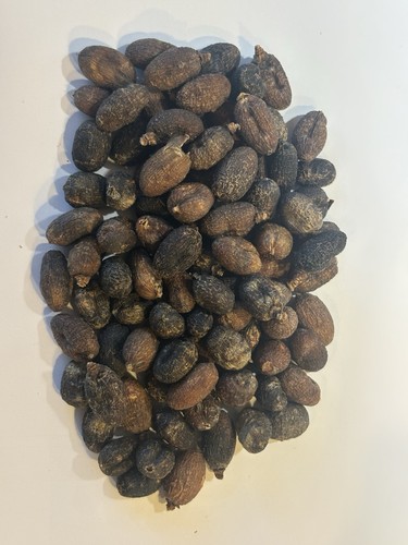 Trachycarpus latisectus palm - trachycarpus,