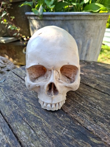 Replica human skull excellent - human, skull,